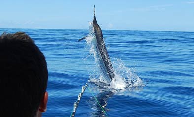 Marlin jumping at the Three Kings Islands