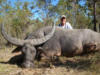 Trophy Buffalo, Northern Territory, Australia